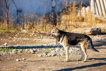 A dog on a chain guards the territory. The dog lives in captivity, suffers from inhumane treatment of animals. Animal protection.