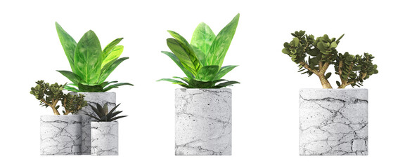 decorative flowers and plants for the interior, isolated on transparent background, 3D illustration, cg render © vadim_fl