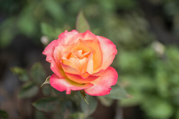 Rosa spp, Rose, Bengal rose