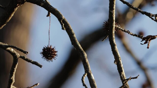 Seed pod of sweetgum tree (Liquidambar styraciflua) blowing in gentle breeze with rim lighting
