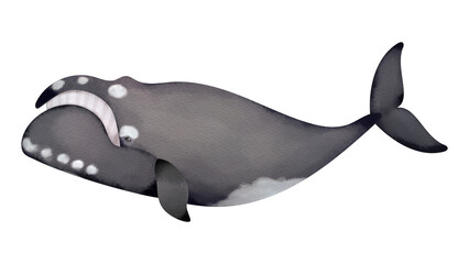 セミクジラの水彩風イラスト
North Pacific right whale. Watercolor style illustration.