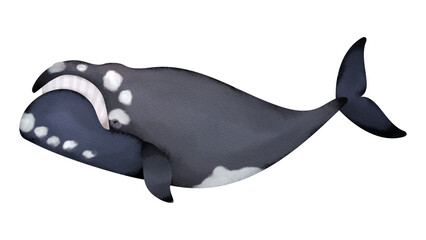 ミナミセミクジラの水彩風イラスト
Southern right whale. Watercolor style illustration.