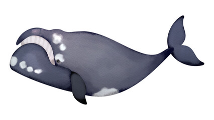 タイセイヨウセミクジラの水彩風イラスト
North Atlantic right whale. Watercolor style illustration.