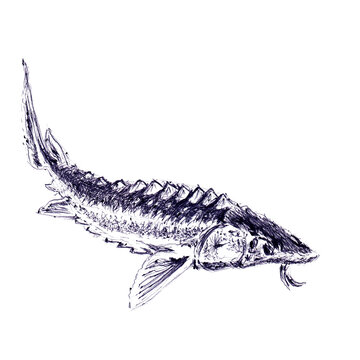 recommend clip art: Sturgeon fish closeup . Hand made sketch with ballpoint pen on paper texture. Isolated on white. Bitmap