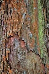 Natural texture on wooden background. Abstract background.