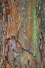 Natural texture on wooden background. Abstract background.