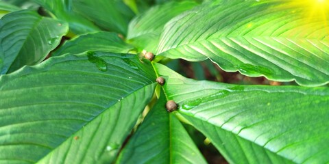 The names of many herbaceous plants in the genus Amorphophallus in the family Araceae, round, plump stems. 