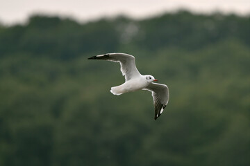 ユリカモメの飛翔（北海道・小清水町）
