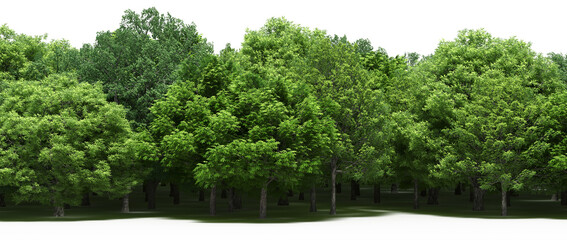 forest line with shadows under the trees, isolated on white background, 3D illustration, cg render