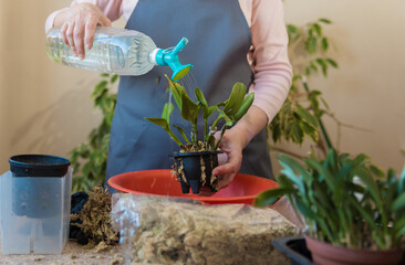 Woman watering repotted orchid