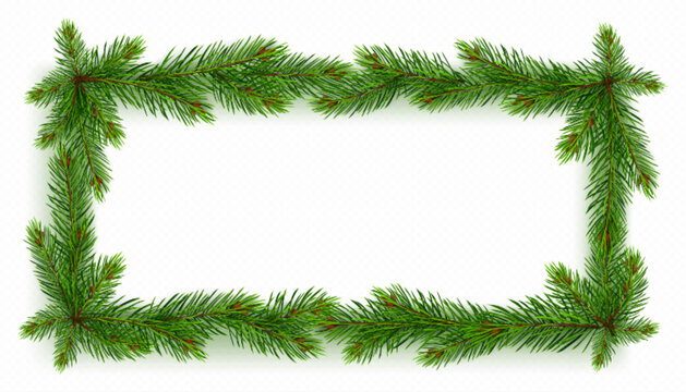 Realistic rectangular pine tree frame in vector. Isolated fir border on transparent background for Christmas holiday festive postcard. Minimalist evergreen decorative seasonal illustration.
