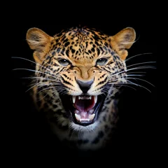 Möbelaufkleber Leopard in nature © byrdyak