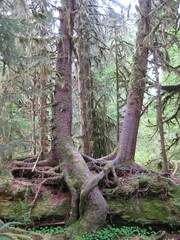 Tree Roots Growing Intertwined with Each Other