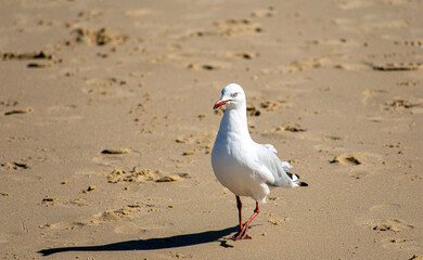 seagull on the beach