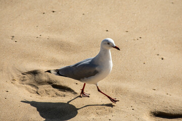 seagull on the beach