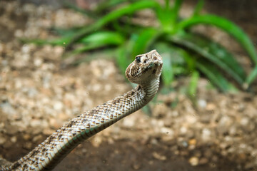 Serrana Rattlesnake (Crotalus atrox) is a species that lives in southern North America, including Mexico where it represents one of the most aggressive vipers.