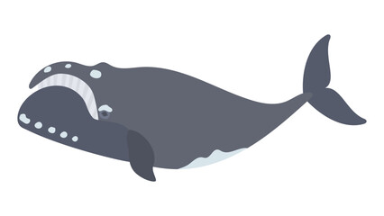 Fototapeta premium セミクジラの水彩風イラスト North Pacific right whale. Flat designed vector illustration.