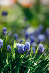 Grape Hyacinth blue flowers. Colorful spring background. Gardening.