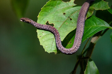 Mock viper