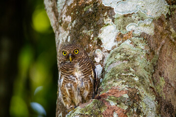 owl on tree