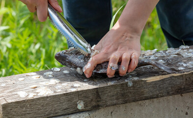 Cleaning fish with hands in nature.