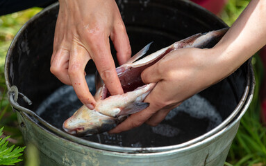 Cleaning fish with hands in nature.