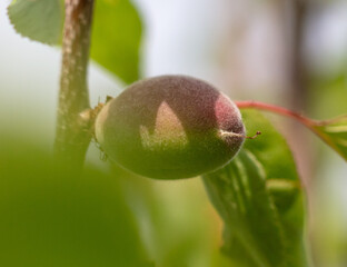 Small apricots on a tree in spring.
