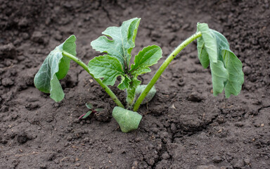 Watermelon seedling in the ground.