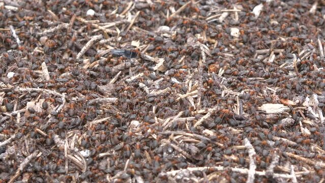 Conceptual shot of ants embody teamwork and hard work, consistency is key