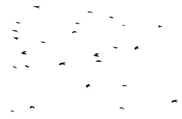 Flock of raven birds isolated on white