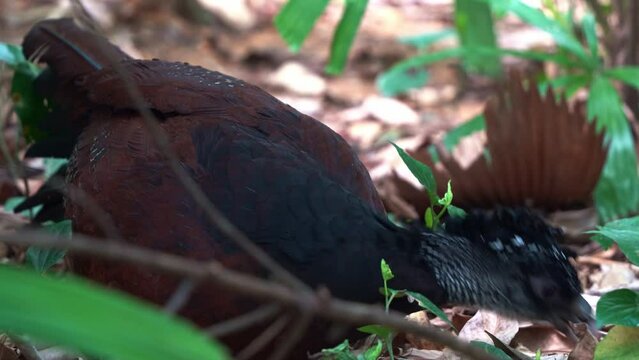 Female great curassow, crax rubra spotted in the wild, picking up twigs and fallen leaves on the forest ground, close up shot capturing nest building behaviour of a bird species.