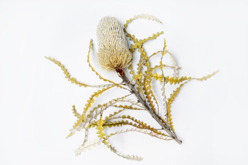 Beautiful flat lay Australian native Banksia forever flower, dried yellow and white. Photographed on a white background.