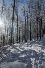 Zima w Bieszczadzkim lesie 