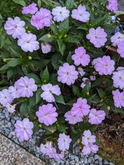 Light purple sunpatiens flower grown in the ground