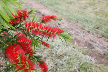 Beautiful bright red Bottlebrush flowers surrounded by leaves, Queensland, Australia