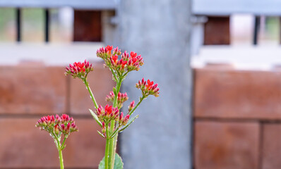 Close-up of the bouquet of red flowers in a garden at home, background image, banner image. Colorful flowering red flowers in autumn. Flowers horizontally.