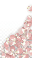 Pink Vector Realistic Petals Falling on Transparent Background.  Spring Romantic Flowers Illustration. Flying Petals. Sakura Spa Design. Blossom Confetti. Design Elements for Wedding Decoration.