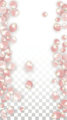 Pink Vector Realistic Petals Falling on Transparent Background.  Spring Romantic Flowers Illustration. Flying Petals. Sakura Spa Design. Blossom Confetti. Design Elements for Wedding Decoration.
