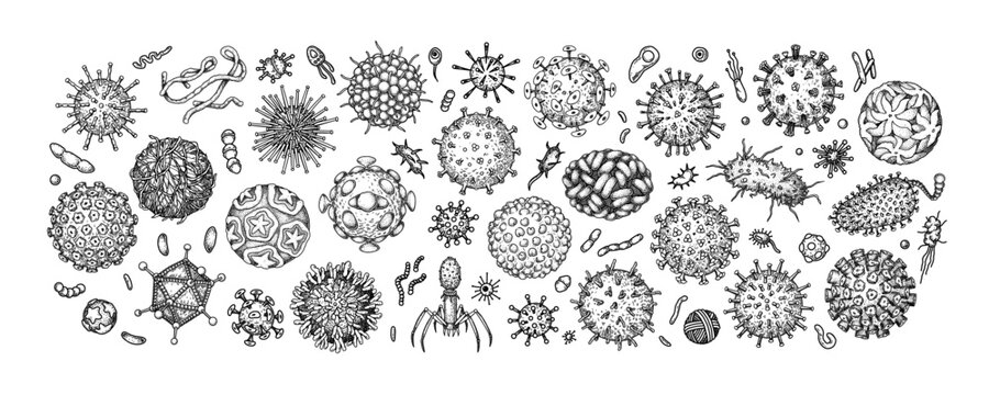 Engraved viruses and bacteria isolated on white background. Different types of microscopic microorganisms. Vector illustration in sketch style