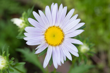 Purple daisy in the garden and Sunlight in the morning.