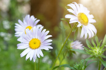 Obraz na płótnie Canvas Purple daisy in the garden and Sunlight in the morning.
