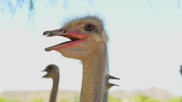 African ostrich at an ostrich farm closeup South Africa