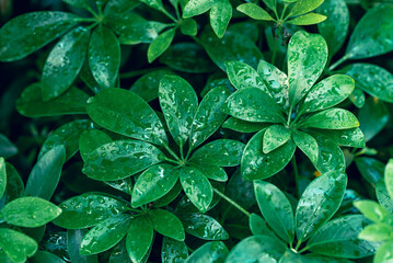Green dwarf umbrella tree (Heptapleurum arboricola), Evergreen houseplant