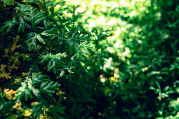 Fototapeta na wymiar Green Selaginella, spikemoss or lesser clubmoss, Fresh leaf nature texture background, Spring season