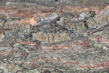 A Tree's Fingerprint: Willow Bark texture close up in Selective Focus