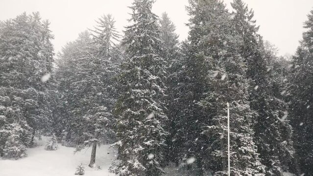 Heavy storm snow or snowfall over spruce tree forest covered with white snow in winter season