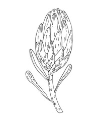 Hand drawn line Protea isolated on white background. Outline exotic flower. King Protea