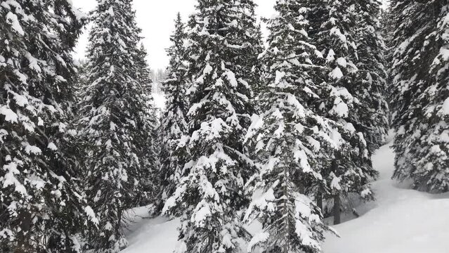 Forward dolly moving spruce tree forest covered with white snow in winter season