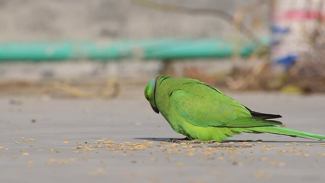 Rose-Ringed Parakeet eating rice or paddy, Beautiful Green Parrot, Male Parakeet Bird, Wild Bird, Ring-necked Parrot close up, Glorious green parrot, Parrot with green feather and red beak