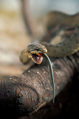 Austrian coronella, smooth coluber, lizard predation